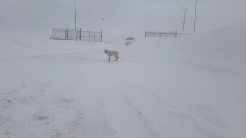 Ardahan'da Kar ve Tipi Ulaşımı Olumsuz Etkiliyor