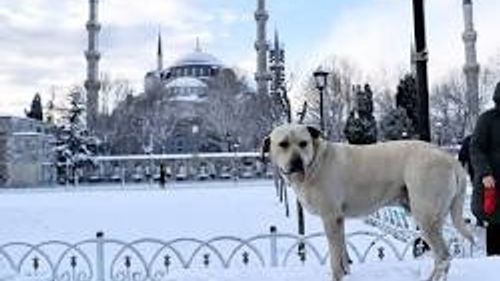 İstanbul Valisi'nden Uyarı: Uçuşlar İptal, Okul Tatili İhtimali Gündemde