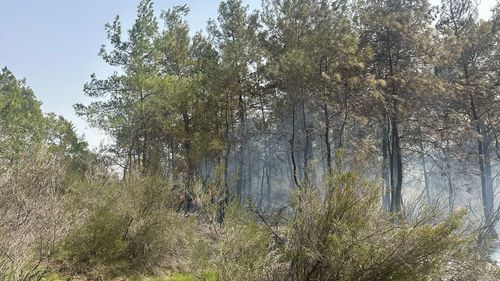 Antalya Kemer'de Orman Yangınına Müdahale Devam Ediyor