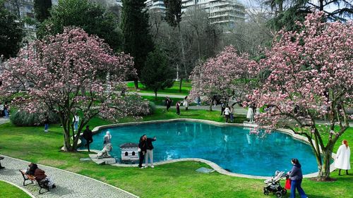 Ihlamur Kasırları, Manolya Ağaçlarının Çiçek Açtığı Bahar Sezonunu Kutluyor