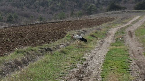 Sinop'un Cuma Ovası'nda Leyleklerin Dönüşü Başladı