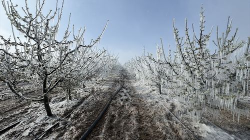 Karaman'da Zirai Don Elma Ağaçlarına Zarar Verdi