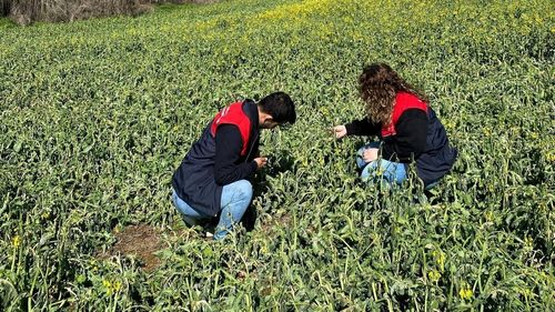 Trakya'da Zirai Dondan Etkilenen Tarım Alanlarında Hasar Tespit Çalışmaları Başladı