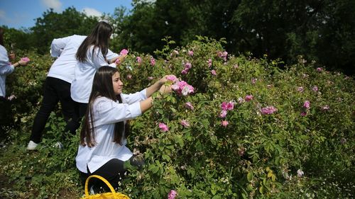Edirne'de Öğrenciler Osmanlı Tarzı Gül Reçeli Yapacak