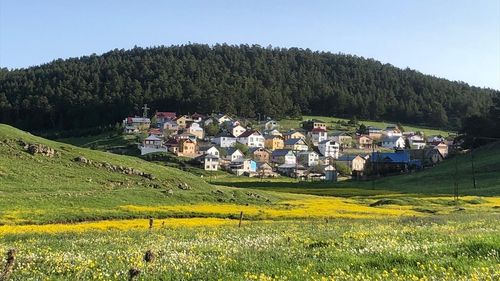 Eğriçimen Yaylası'nın Sarı Papatyaları İlkbaharı Karşılıyor