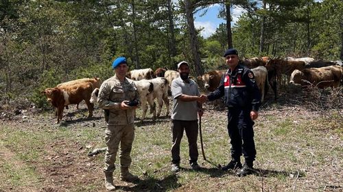 Kütahya'da Kaybolan 19 Büyükbaş Hayvan Jandarma Ekipleri Tarafından Bulundu