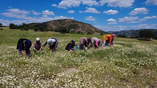 Manisa'nın Demirci İlçesinde Kadınlar Kır Papatyası Toplama Mevsimine Girdi