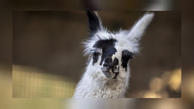 Keçiören Evcil Hayvanlar Parkı'nın "Balkız"ı ziyaretçi akınına uğradı