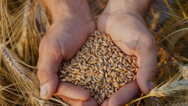 Kırıkkale Belediyesi, 200 Bin Sebze Fidesi Dağıtımıyla Vatandaşların İlgisini Çekti