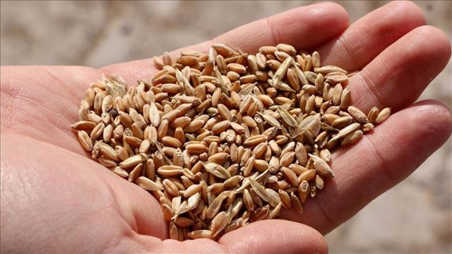 Kırıkkale'de 16 Mayıs'ta Ücretsiz Fide Dağıtımı Yapılacak