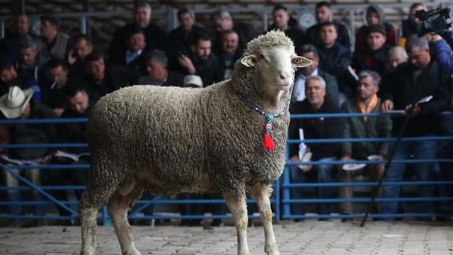Kocaeli'de Küçükbaş Yetiştiricilerine Damızlık Koç Desteği Başladı