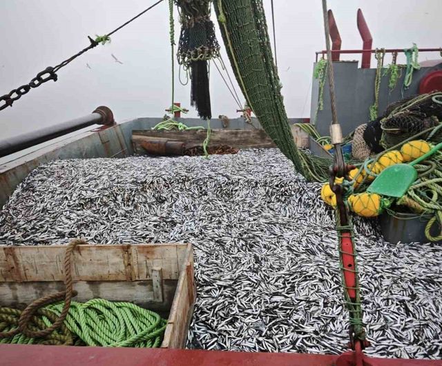 Samsun'da 1 milyon 843 bin 550 kilo hamsi denetlendi