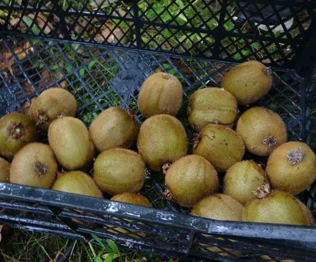 Trabzon'da kivi hasadı başladı: İran kivi ithalatı fiyatlara baskı yapıyor