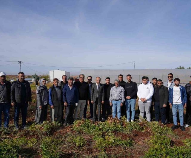 ADYÜTAYAM'da yer fıstığı hasadı ve sera denemeleri başarıyla tamamlandı