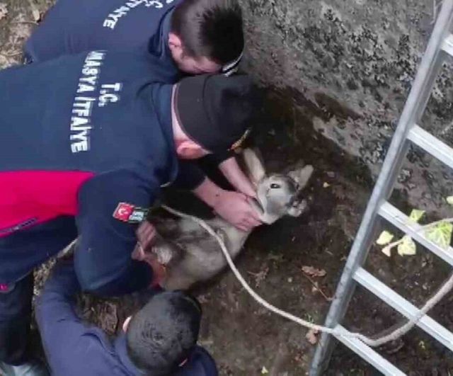 Amasya'da boş sulama havuzuna düşen yavru karaca itfaiye tarafından kurtarıldı