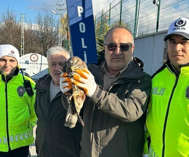 Amasya'da yol kenarında yaralı kızıl şahin bulundu, polis korumasına alındı