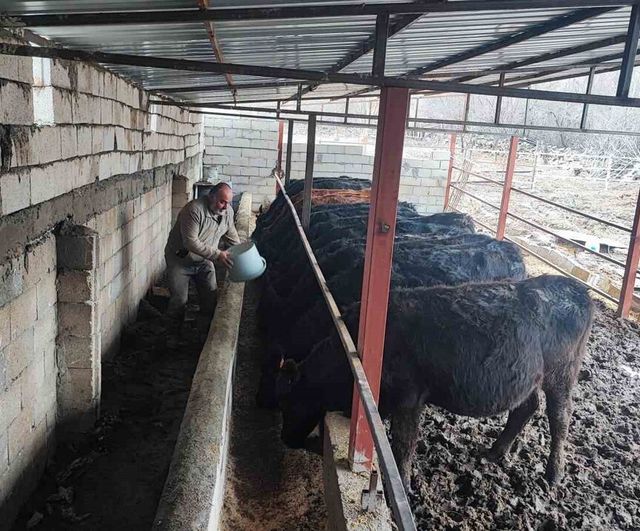 Atama Bekleyen Genç Sağlıkçı, 15 Gebe Düve Desteğiyle Hayvancılığa Başladı