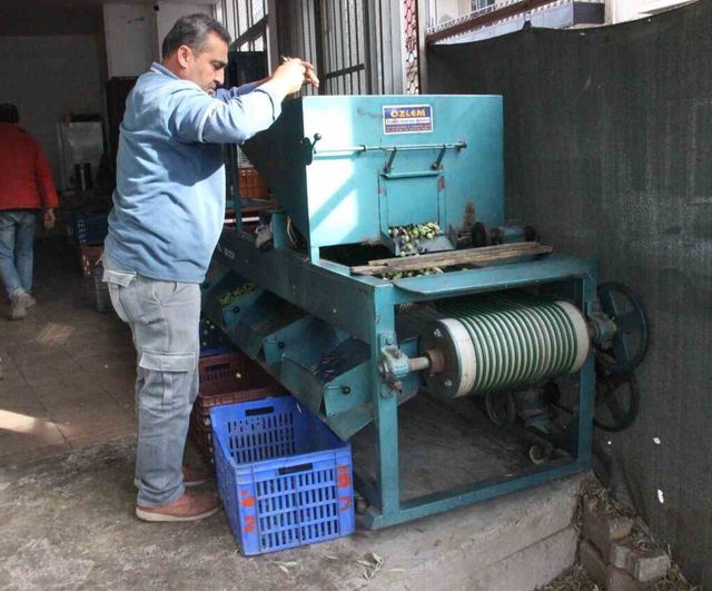 Aydın'da zeytin hasadı: ürünler boyuna göre ayrılıyor, fiyat kaliteyle şekilleniyor