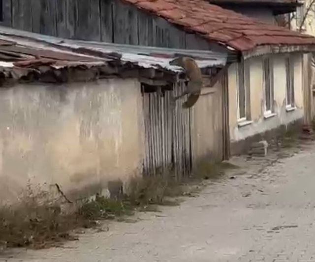 Bolu Aşağısoku Mahallesi'nde Köpek Sesleriyle Panikleyen Tilki Kamerada