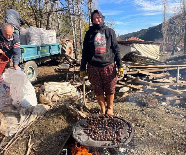 Buldan'da Alandız kestanesi hasadı başladı: Dikenlerinden çıkarılarak alıcıyla buluşuyor