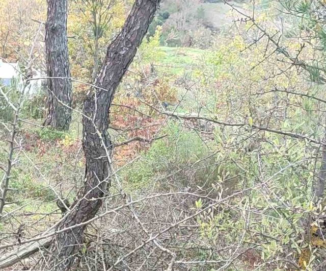 Çan'da Kaybolan Alzheimer Hastası Şefika Avcı (90) Ölü Bulundu