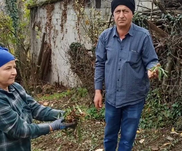 Devrek’te salep fidelerinin dikimine başlandı: Emekli çiftin dört yıllık üretim deneyimi