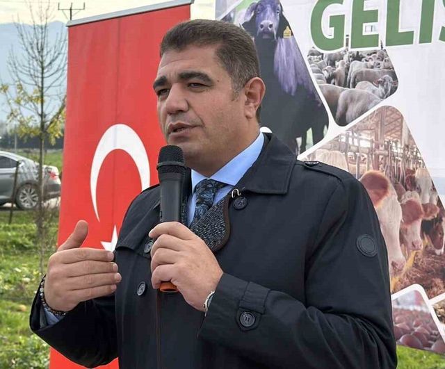 Düzce’de 17 damızlık manda boğası üreticilere teslim edildi: Sürü verimliliği ve ıslah hedefleniyor