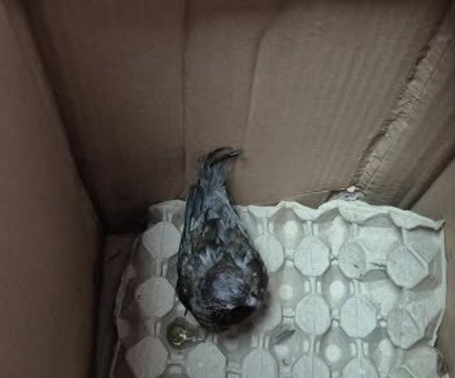 Düzce'de yol kenarında bulunan kumruya duyarlı müdahale: Vatandaş kuşu veterinere teslim etti