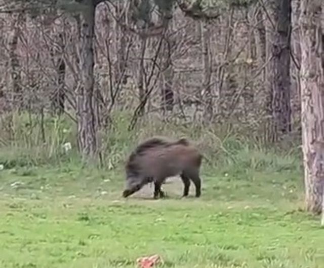 Edirne'de Trakya Üniversitesi Balkan Yerleşkesi yakınlarında yaban domuzu görüldü