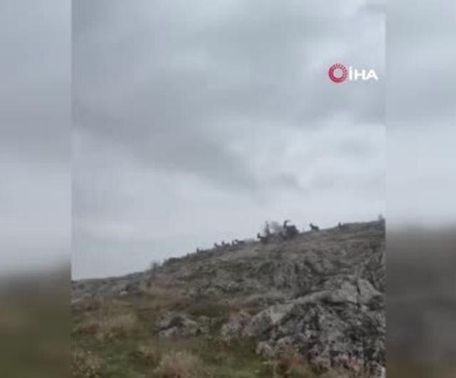 Elazığ Harput Mahallesi'nde koruma altındaki yaban keçileri sürü halinde görüntülendi