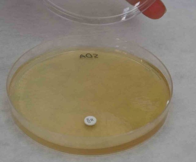 Endemik Malatya kantaronu Hypericum malatyanum, kimyasal açıdan Hypericum perforatum'dan daha zengin bulundu