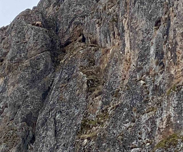 Erzincan'da Mahsur Kalan 10 Keçi İçin JAK ve AFAD Kurtarma Çalışması