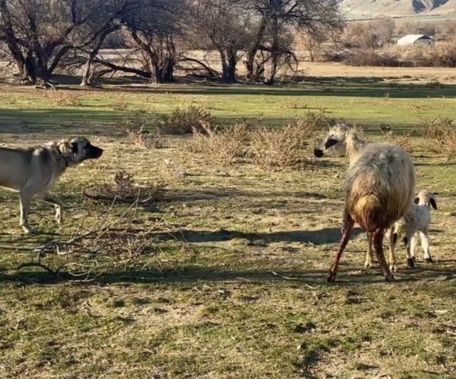 Erzincan Günebakan'da anne koyun kuzusunu korumak için köpeğe karşı siper oldu