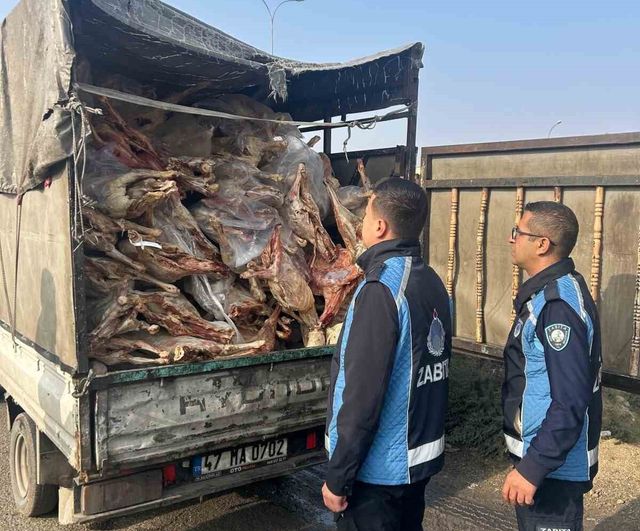 Gaziantep Nizip'te kamyonet kasasında kilolarca bozuk et ele geçirildi