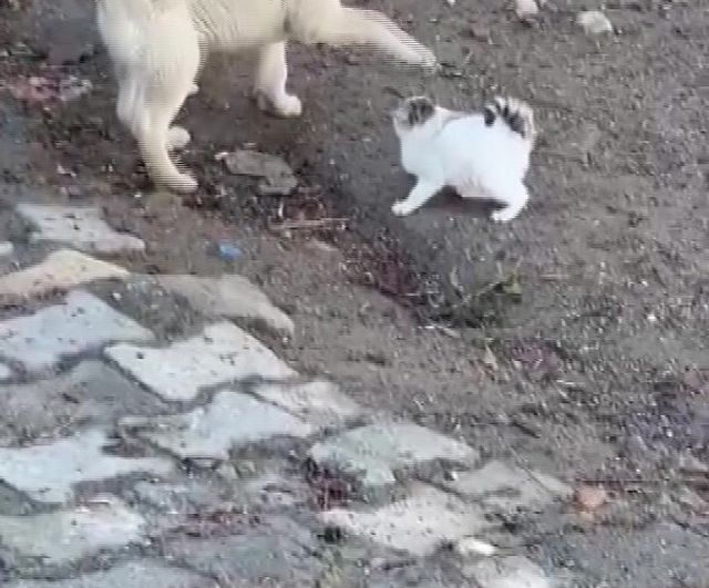 Gercüş'te yavru kedi ile yavru köpeğin sevimli kavgası cep telefonu kamerasında