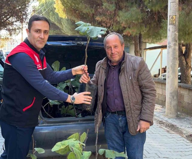 Gömeç’te incir üretimini güçlendirme adımı: 499 sertifikalı fidan dağıtıldı