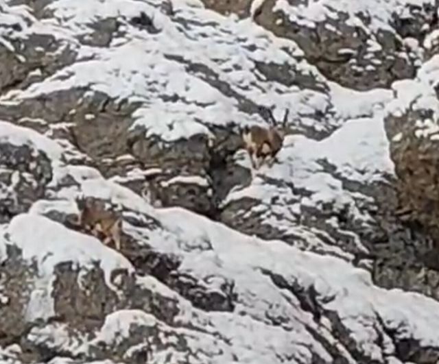 Güzeldere Geçidi'nin Karlı Yamaçlarında Dağ Keçileri Görüntülendi
