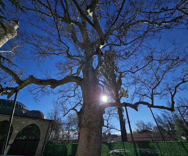 Harput'un 300 Yıllık Çınarı: Kurşunlu Camii'nin Simge Ağacı