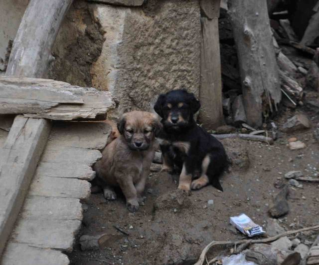 Hisarardı'da art arda köpek ölümleri: Muhtar Hasan Aydın'dan Yalvaç Belediyesi'ne tepki