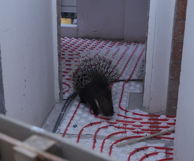 İncirliova'da belediye ekipleri nesli tehlikedeki oklu kirpiyi koruma altına aldı