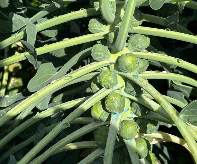 İznik'te Brüksel lahanası üreticileri fiyat düşüşüyle maliyetleri karşılayamıyor