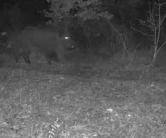 Karabük Ovacık'ta fotokapan kurt sürüsü ve yaban domuzlarını görüntüledi