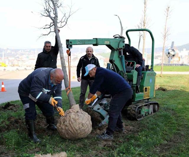 Kartepe Tramvay Hattı'nda sökülen ağaçlar fidanlıkta korunuyor, çimler kentte yeniden değerlendiriliyor
