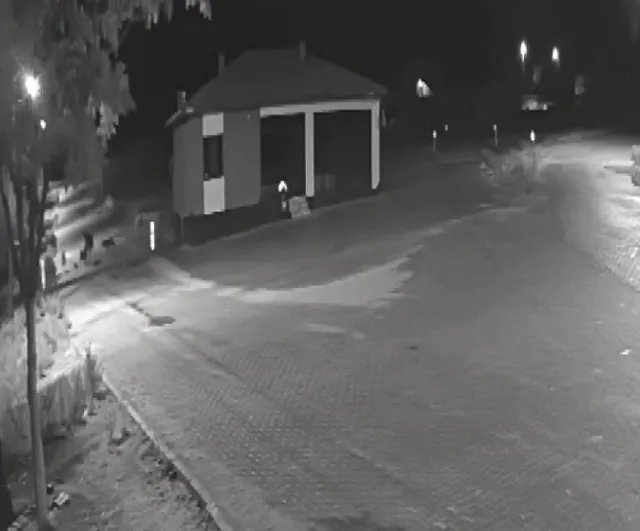 Konya Kadınhanı Örnekköy'de kurt sürüsü eşeğe saldırdı — güvenlik kamerası görüntüledi