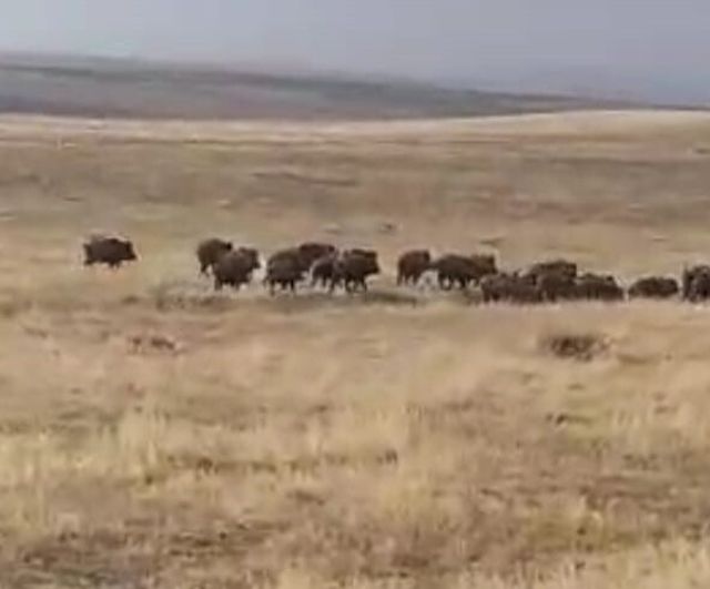 Malazgirt'te Nurettin köyü civarında büyük yaban domuzu sürüsü görüntülendi