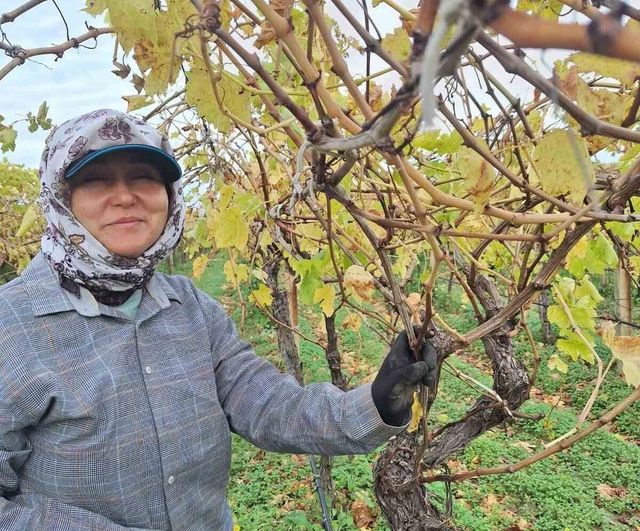 Manisa Sarıgöl'de Bağda Kalan Üzümler Ev Ekonomisine Destek Sağlıyor
