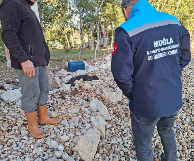 Marmaris Serçe Limanı'nda fırtınada kıyıya vuran yavru Akdeniz foku koruma ekiplerine teslim edildi