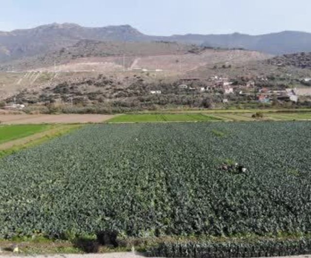 Menemen Ovası'nda brokoli hasadı başladı: Rekolte 65 bin ton, üretici maliyet baskısı artıyor