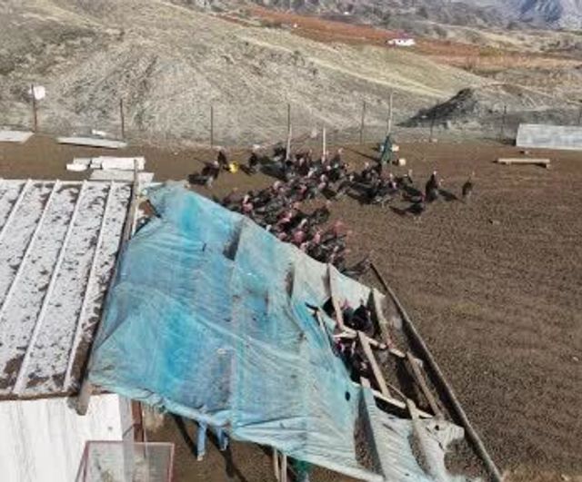 Murat Varan, Almanya'dan Döndü: Elazığ'da 10 Dönüme Hindi Çiftliği Kurdu