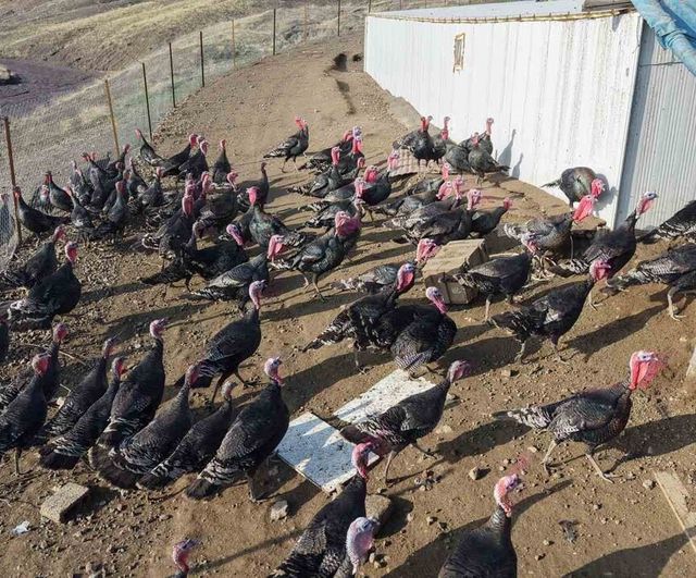 Murat Varan, Almanya'dan dönüp Elazığ Kıraç'ta 10 dönümlük hindi çiftliği kurdu
